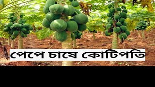 পেপে চাষে কোটিপতি // Papaya Cultivation //