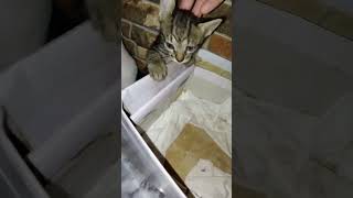 the end 🤣 #cat #shortvideos #kitten