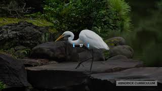 "A White Heron" Part I read by Lisa M. Kendrick