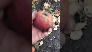 Сборка урожая!😎🍎 Воронеж.