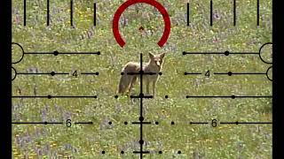 ACSS HUD DMR reticle used for coyotes