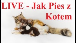 LIVE - Jak Pies z Kotem