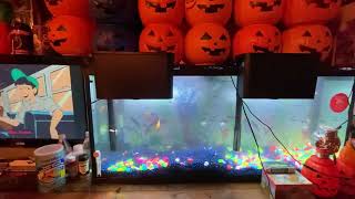 Goldfish tank Halloween