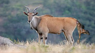 Animal Breed- Eland Antelope Giving Birth In Zoo