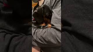 Dachshund Snuggles Overload! Watch This Pup Melt Hearts in Sleepy Bliss!🌙🐾💤