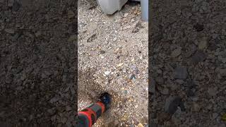 Getting Snake Out Of A Hole