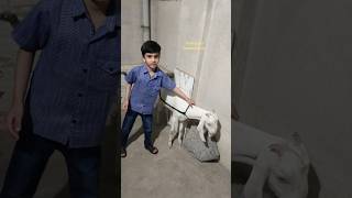 Abdullah,Hafsa ke Qurbani ❤️😍🥰