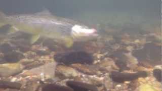 Brown Trout Underwater Video