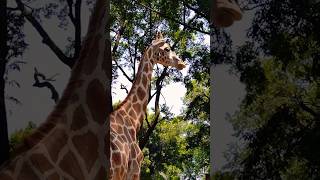 Jerapah lagi makan di kebun binatang suaka margasatwa Ragunan Jakarta #shorts