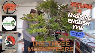 Witness the Astonishing Metamorphosis: Second Wiring and Styling of a Massive English Yew Bonsai