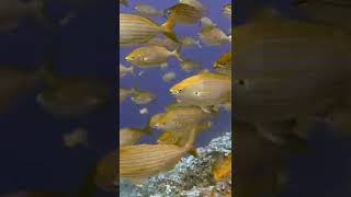 Fishes under Sea #shorts #fishes #sea