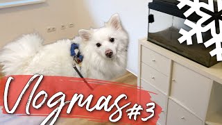 Leere Wohnungstour & Umzug mit Hund & Aquarium / #VLOGMAS TAG 3