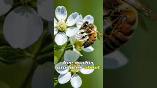 Facts about the Honey Bee! #animalfacts #wildlife #honeybee #dailyfacts #natureshorts #bees