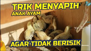 Trik Menyapih anak ayam agar tidak berisik II Tricks for weaning chicks so they don't make noise