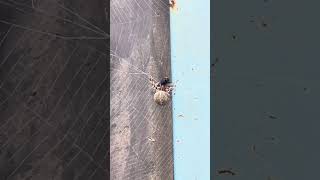 Spider Catches A Fly