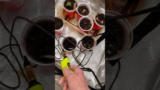 growshow tokesntalk boomer learning to grow series vaping Northern lights