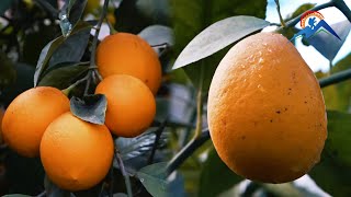 Лимупарвари \ Lemon grower. Tajikistan