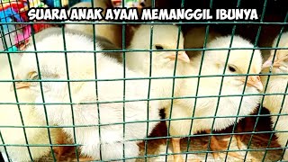 Suara Anak Ayam Memanggil Ibunya