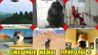 Управление захвачено, в перед!! Рыбов покупать! смотри смешные картинки мемы котики приколы  🤣