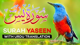 036surah yaseen (yasiin)/ surah yassin/ سورةیسین/Most heart touching Tilwat Quran