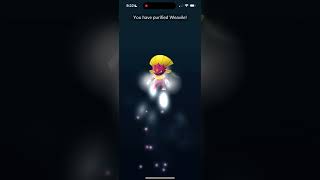 Purifying Shiny Shadow Weavile In Pokémon Go