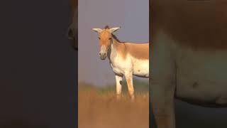 Indian wild ass #nature #animals #wildlifeslog #shortyoutube #shortsfeed