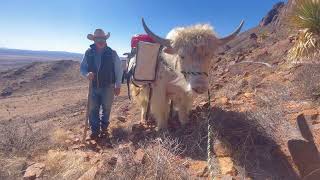 Walking My Yak Knuckles in the desert...