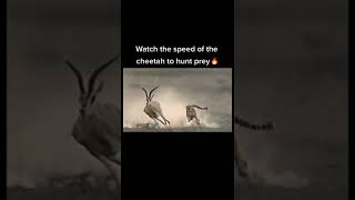 Antelope Running Right To Left To Escape Leopard But The End...#antelopes #leopard #animals #shorts