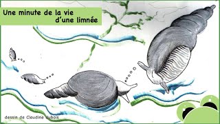 Une minute de la vie d'une limnée