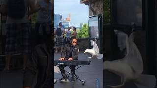 Seagull wants to play the piano with me!   海外ストリートで鳥とコラボ🎹ウミネコに指食べられる！？と思いビビりながら弾いてました笑