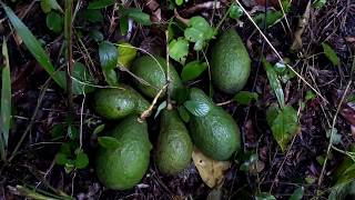 Recolectando fruta en la selva tropical! (3) Aguacates silvestres!