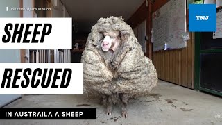 Sheep shorn of 35kg fleece after being rescued in Australia