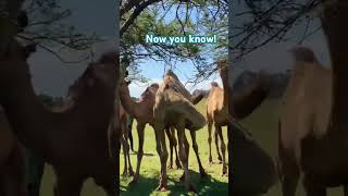 Quick Facts About 🐫Camels! #camels #quickfacts #factshorts #everyone #camelslife #camel_racing #yts