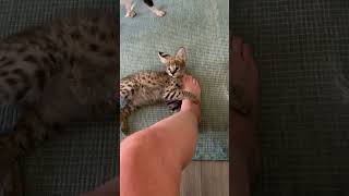 #serval #attack #baby #kitten #cute #adorable #cub #cat