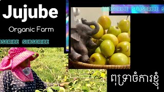 Jujube Organic Farm, ចំការពុទ្រា