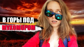 Пошла в горы под мухомором. Кавказский микродозинг