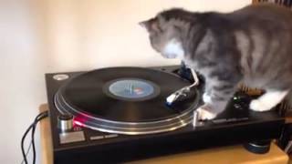 cat & music