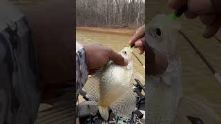 Crappie fishing vids! 🎣 Please check out my channel! Mitchell Fort Fishing