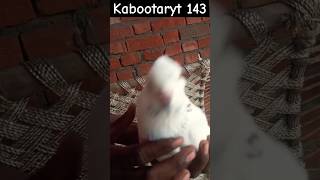 Kabutar🤬🕊🙏 pakde liya #pigeonlover #bird #kabutar #pigeonkabutar #birdspecies #shortvideo