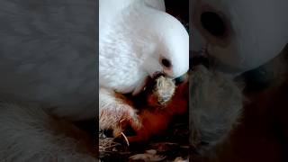 pigeon feeding her baby ↗️↗️#YouTube video #viral video #trending #pegeon #shorts