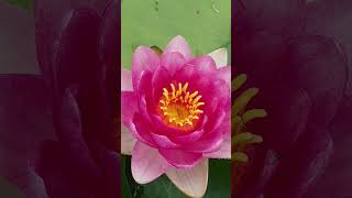 Aquatic pond plant- water lily amazing#lily #asmr #flowers#ponds