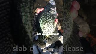 CHICAGO ILLINOIS CRAPPIE FISHING #catchandrelease #crappie