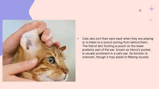 A Cat Has 32 Muscles In Each Ear.