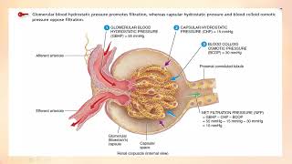 Net Filtration Pressure ( RENAL PHYSIOLOGY)