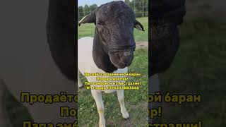 Дорпер продажа Беларусь 🐏🐏🐏🐏🐑🐑🐑🐑!