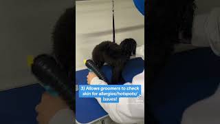 Blowdry your dog 🐩 #toypoodle #doggrooming #doggroomingtips