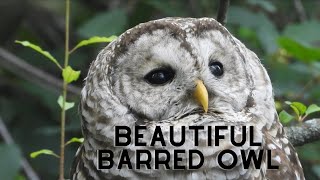 Beautiful barred owl