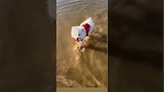 Discovering the beach! #samoyed #beach #beachday #puppy #summer