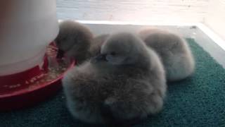 Black Swan cygnets