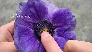 Видео и фото живого цветка анемона. Videos and photos of a live anemone flower.